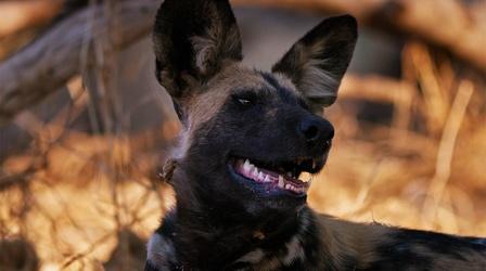 How Wild Dogs Recover from 'Broken Hearts'