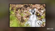 The Land of Lemurs