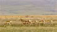 D4k: The Web Show: Animal Migration