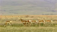 D4k: The Web Show: Animal Migration