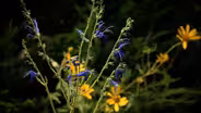 VHG Clippings: Native Plants