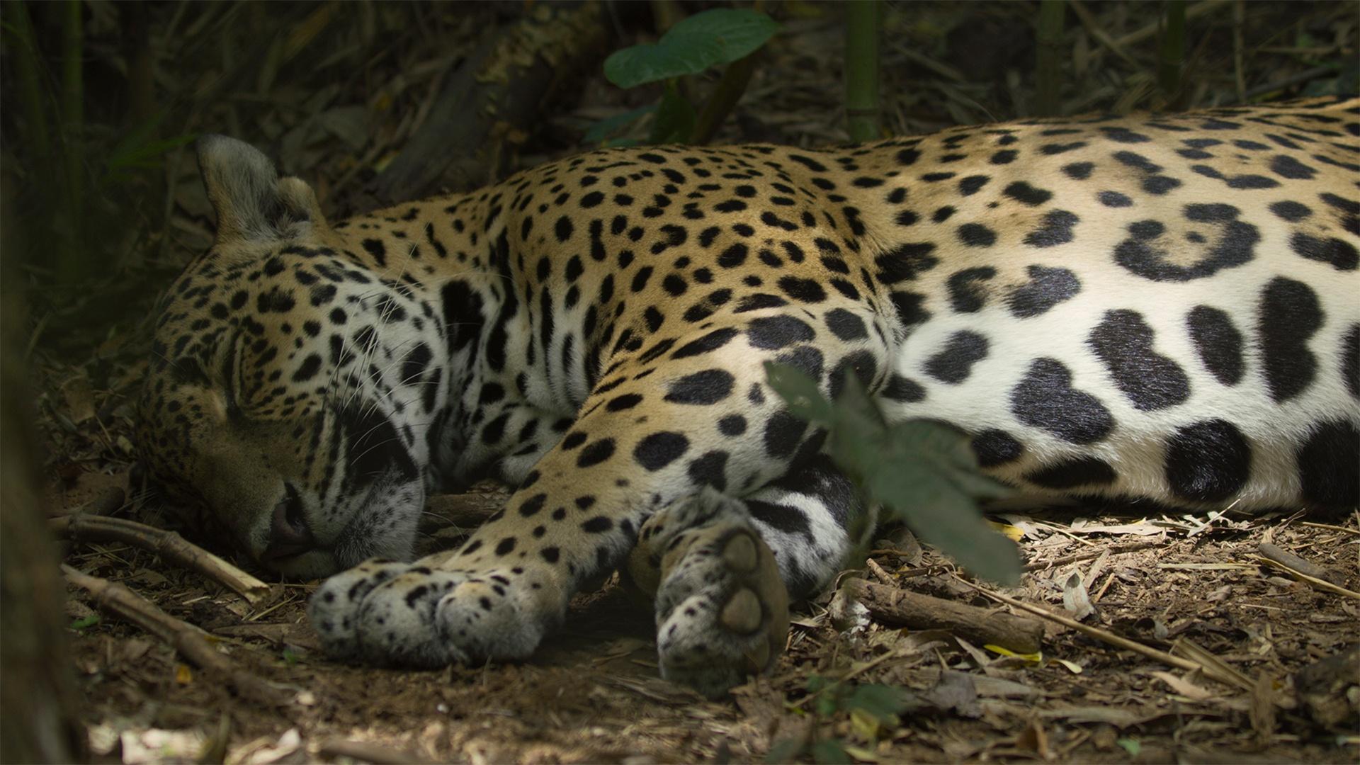 On Costa Rica’s Pacific coast, turtles and jaguars collide in unexpected ways.