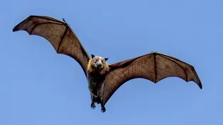 Bats