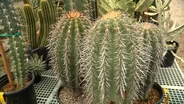 Volunteer Gardener 3504