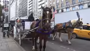 HORSES, LAWS, & DOLLARS