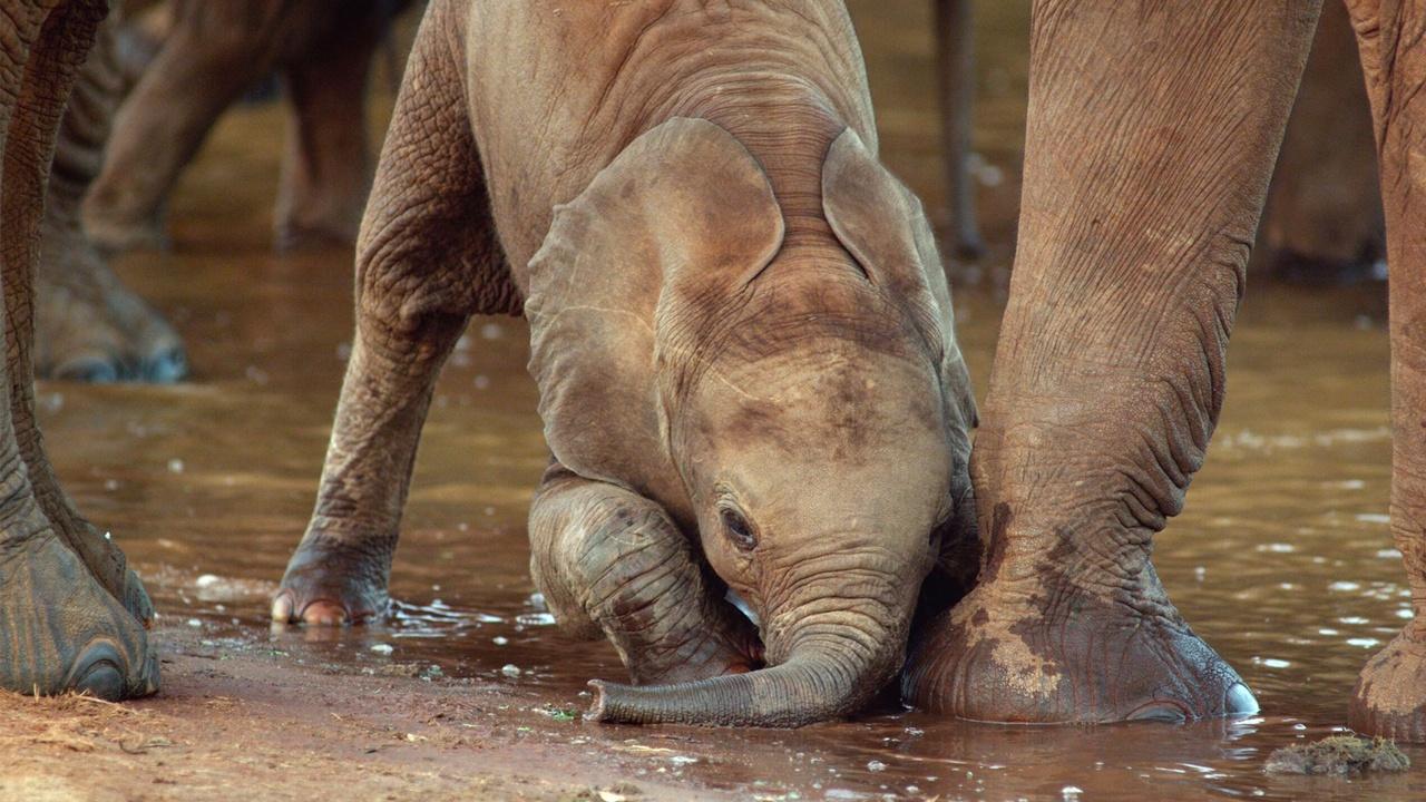 Nature | The Elephant and the Termite