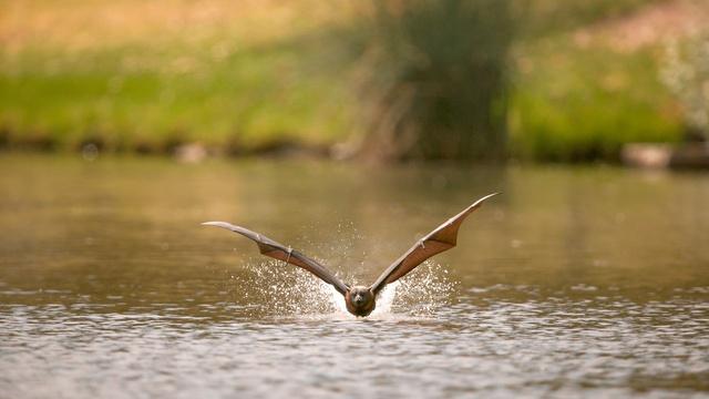 Flying Foxes Rehydrate in Adelaide's River Torrens