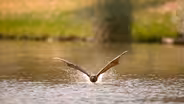Flying Foxes Rehydrate in Adelaide’s River Torrens