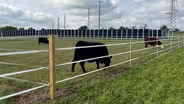 Rutgers: Cows and a new innovation in solar energy