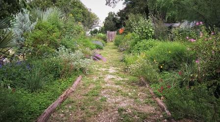 Video thumbnail: Central Texas Gardener Take a Walk on the Dry Side Plants