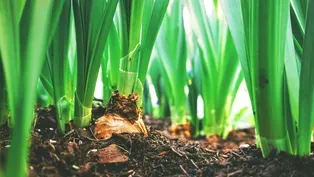 Preview | Harvesting Science