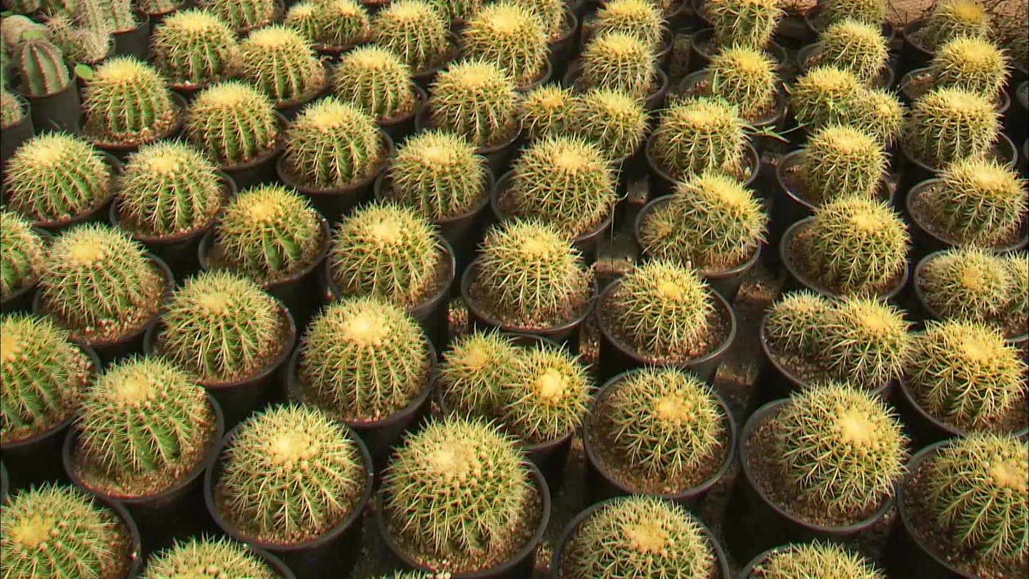 People and Their Prickly Plants