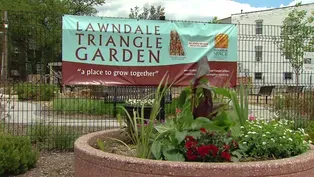 Community Garden Flourishes in North Lawndale