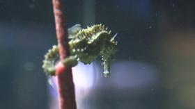 Video thumbnail: rootle Get Your Swim On with the NC Aquarium at Fort Fisher!