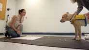 Inside the science of training a service dog