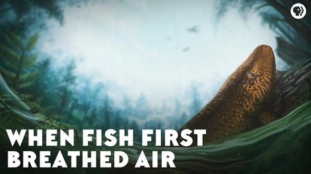 Video thumbnail: Eons When Fish First Breathed Air