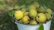 The Pear Tree