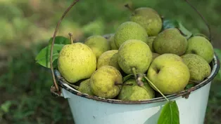 The Pear Tree