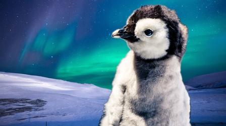 Video thumbnail: Animal IQ Baby Penguins Can Navigate Better than You