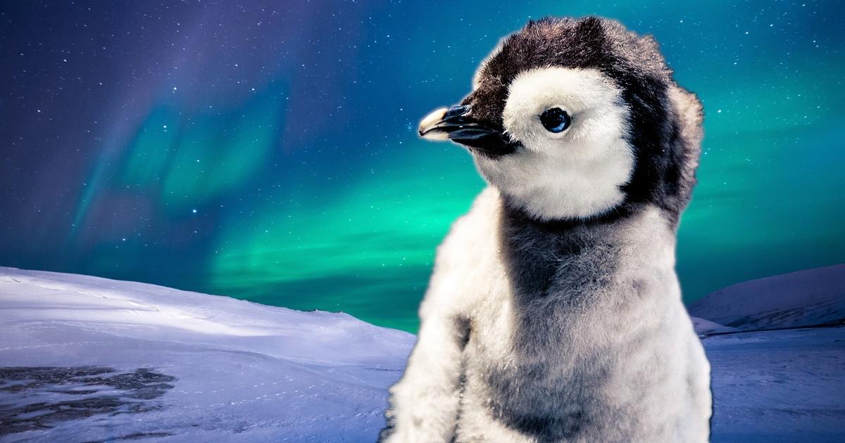 Animal IQ | Baby Penguins Can Navigate Better than You | Episode 3 | PBS