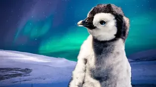 Baby Penguins Can Navigate Better than You