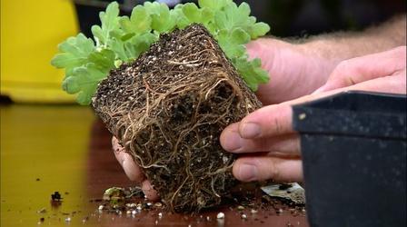 Video thumbnail: Backyard Farmer Backyard Farmer: Digging Deeper: Plants to Buy in July
