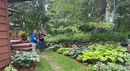 Selecting and Growing Hostas