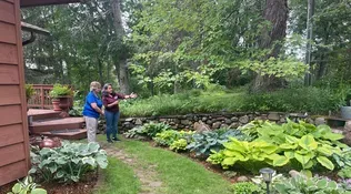 Selecting and Growing Hostas