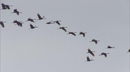Video thumbnail: Kentucky Afield Sandhill Crane Hunt; Tree Stand Safety Tips