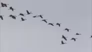 Sandhill Crane Hunt; Tree Stand Safety Tips