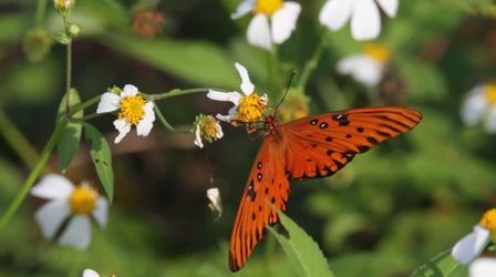 Video thumbnail: Local Routes Excerpt from Ecology Blog Post: 22 Years of Counting Plants