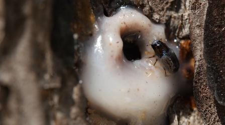 Video thumbnail: Deep Look It’s a Goopy Mess When Pines and Beetles Duke it Out