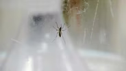 Chicagoans Reporting Increase in Tick, Mosquito Bites