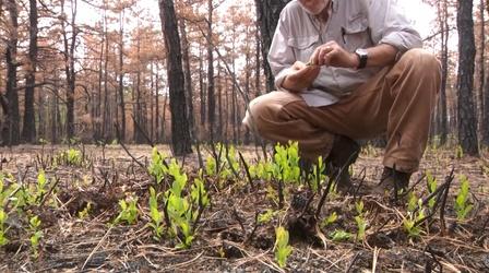 New sprouts already formed following Mullica River fire