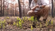 New sprouts already formed following Mullica River fire