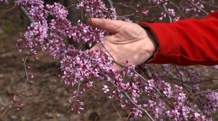 Video thumbnail: Backyard Farmer Spring Flowering Trees