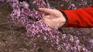Spring Flowering Trees