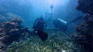 How underwater speakers are helping revive coral reefs