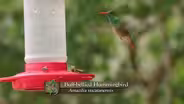 Buff-Bellied Hummingbird