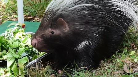 Video thumbnail: Camp TV African Crested Porcupine