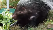 African Crested Porcupine