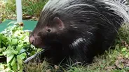 African Crested Porcupine