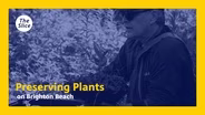 Preserving plants on Brighton Beach