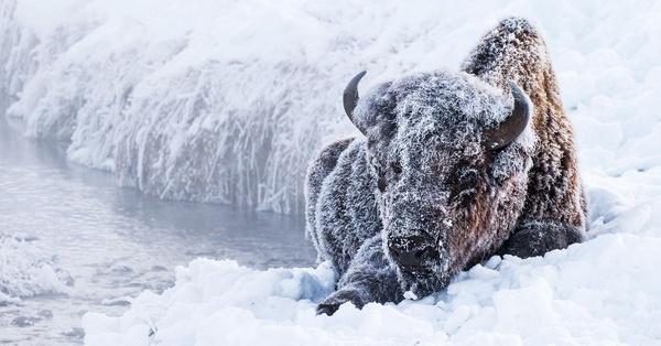 Great Yellowstone Thaw - Vimarsana News