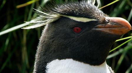 Video thumbnail: Nature Penguin Mom Risks Life to Feed Chick