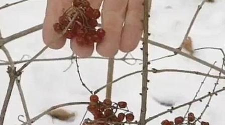 Video thumbnail: The Wisconsin Gardener More Landscaping for Birds