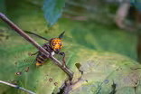 How WA state is attempting to eradicate the Murder Hornet