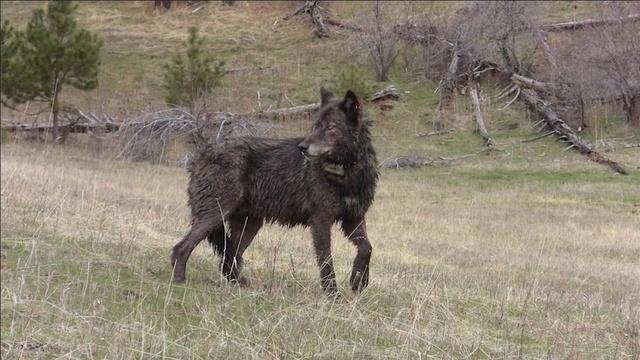 Gray Wolves, The Riverlorian, Dave Showalter Conservation Photographer, Blue Ridge Parkway