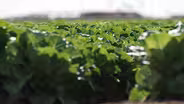 Arizona farmers forced to adapt as water source dries up