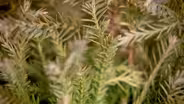 Dwarf Conifers